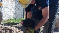 Bomberos voluntarios rescataron una perrita atrapada en una cañería