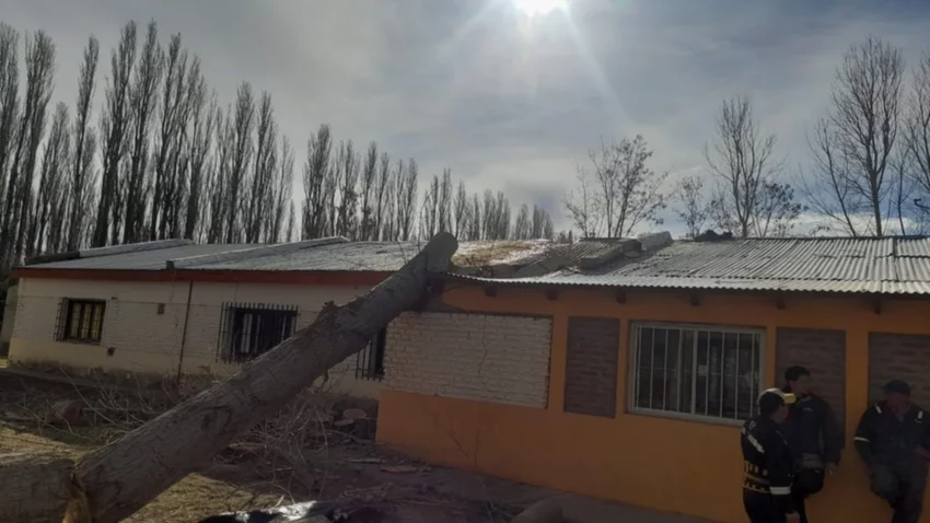 Se cayó un árbol arriba del colegio y se dificulta la vuelta a clases