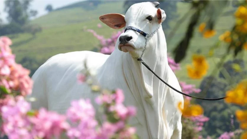 La historia de la vaca más cara y perfecta del mundo