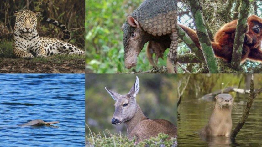 ¿Podemos ayudar a los animales en peligro de extinción?