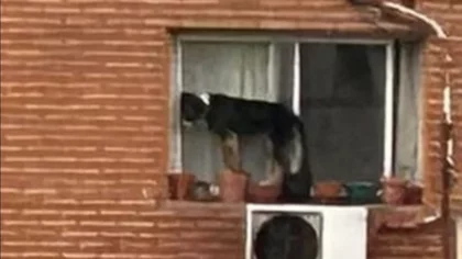 Indignante: dejó a su perro encerrado al borde de una ventana en un sexto piso