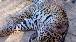 Caza ilegal en Argentina: mataron a un yaguareté en peligro de extinción