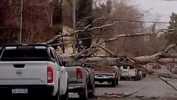 El viento provocó vuelcos, caída de árboles y cortes de luz