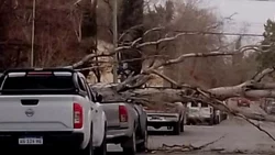 El viento provocó vuelcos, caída de árboles y cortes de luz