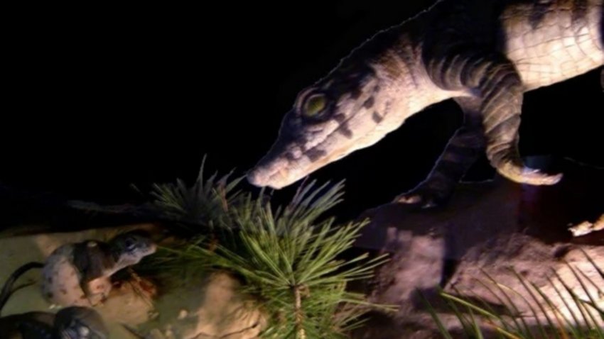 "Cocodrilo-zorro": descubrieron nueva especie de reptil en la Patagonia