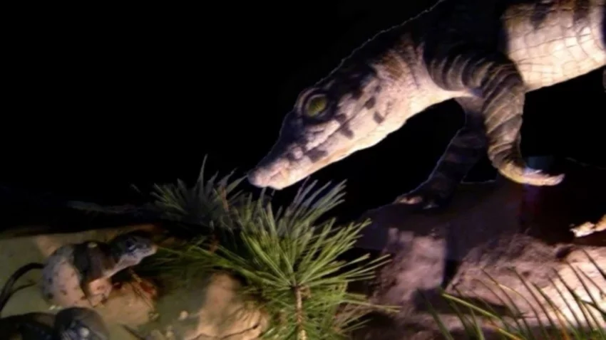 "Cocodrilo-zorro": descubrieron nueva especie de reptil en la Patagonia