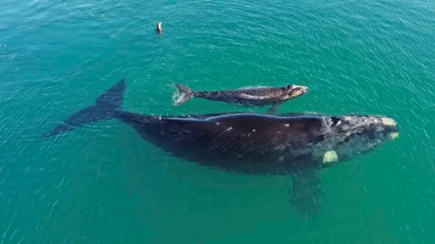 Avistaje de ballenas: el mejor lugar para verlas de cerca y a precios “promo”
