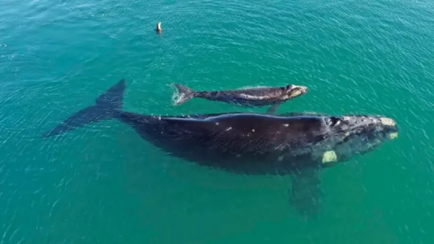 Avistaje de ballenas: el mejor lugar para verlas de cerca y a precios “promo”