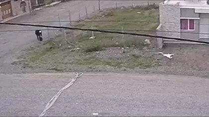 Ató a su perro, lo abandonó y quedó todo registrado