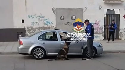 El olfato de Nai decomisó más de 80 "porros" en una plaza de Zapala