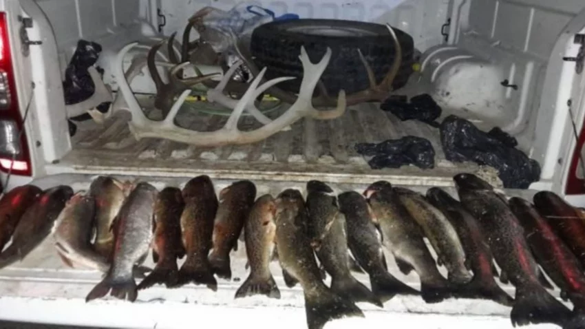 Incautaron truchas y astas de ciervo en la Región del Limay Medio
