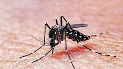 El Dengue puede ser un problema en el verano de Neuquén