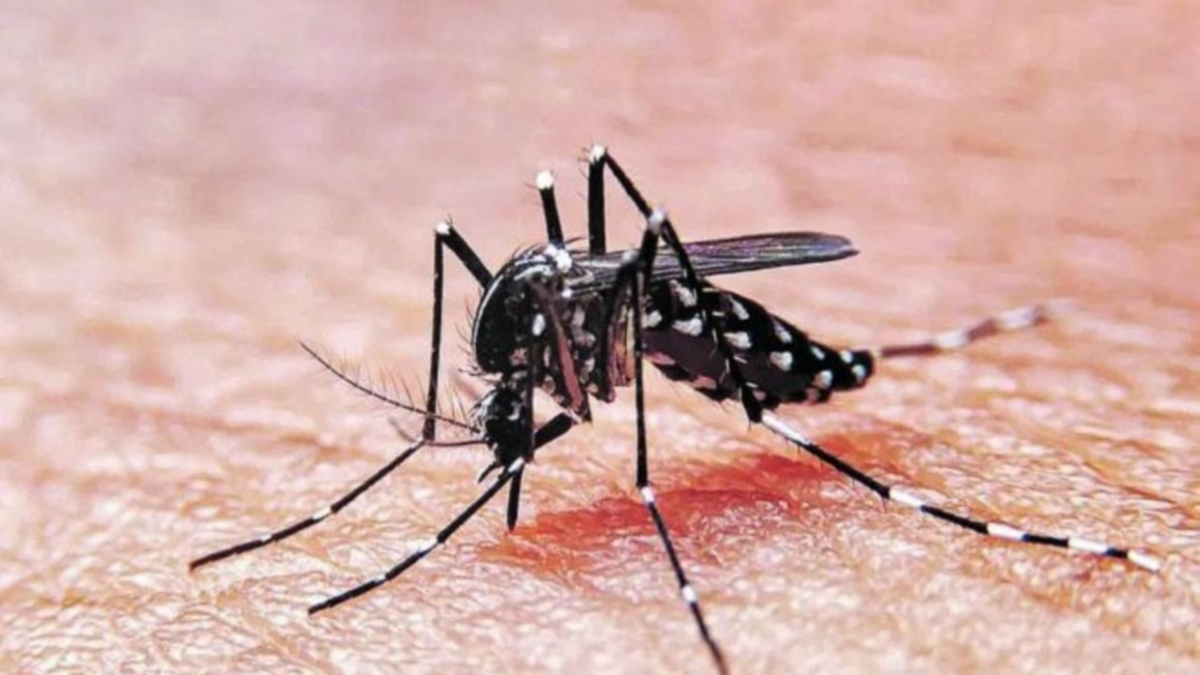El Dengue puede ser un problema en el verano de Neuquén