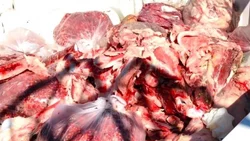 Decomisan 500 kilos de carne de potro faenado furtivamente