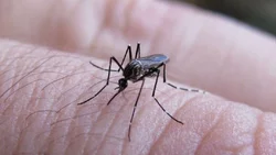 Neuquén presentará el plan provincial contra el dengue