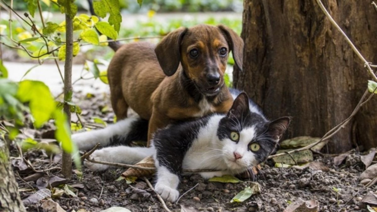 Buscan hogar responsable para perros y gatos en Neuquén