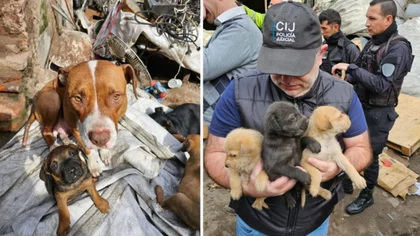 Rescataron decenas de perros encerrados en un aguantadero