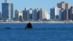 40 ballenas visitaron la costa marplatense