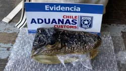Viajaba de Bariloche a Chile con la cabeza de un yacarè en la mochila