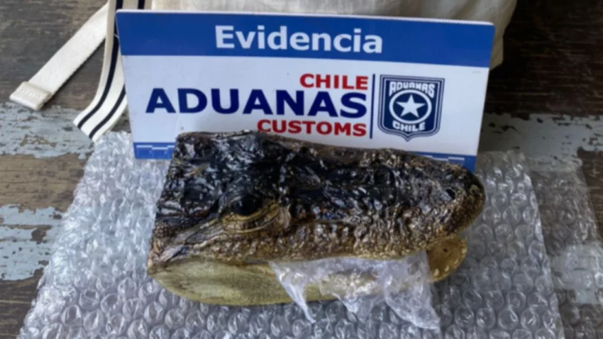 Viajaba de Bariloche a Chile con la cabeza de un yacarè en la mochila
