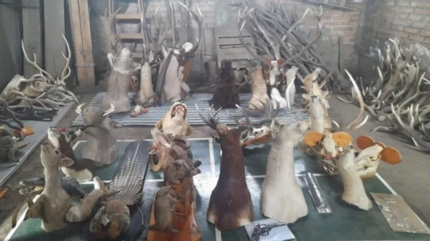 Tráfico ilegal de fauna: incautan más de 20 cabezas de animales exóticos