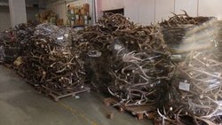 Golpe histórico a la caza ilegal y tráfico de fauna silvestre