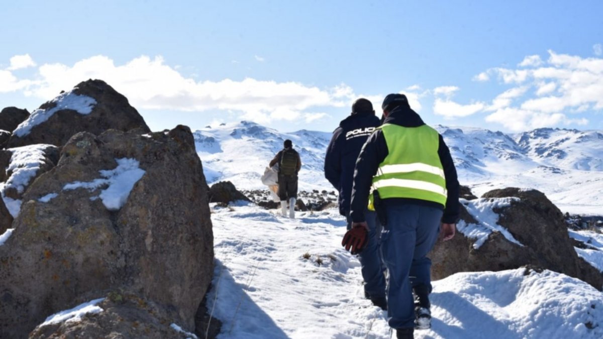 Rescataron a un cóndor andino herido, en el paraje Los Bolillos