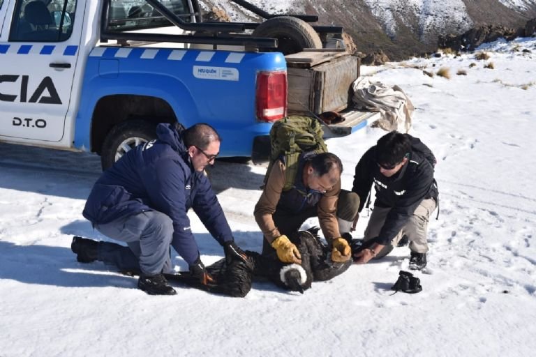 Rescataron a un cóndor andino herido, en el paraje Los Bolillos- Rescataron a un cóndor andino herido, en el paraje Los Bolillos
