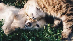 Nueva jornada de adopción de perros y gatos en Neuquén