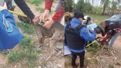 Rescataron a un pitbull maltratado: rodeado de materia fecal, lastimado y desnutrido