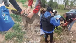 Rescataron a un pitbull maltratado: rodeado de materia fecal, lastimado y desnutrido