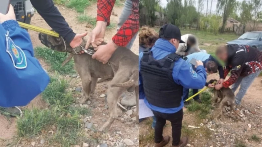 Rescataron a un pitbull maltratado: rodeado de materia fecal, lastimado y desnutrido