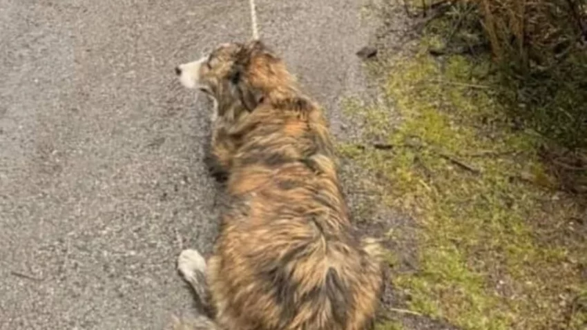La Policía de Neuquén rescató al perro arrastrado por Ruta 40