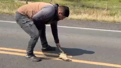 Video: lo atropellaron cuando trataba de rescatar un lagarto en plena ruta