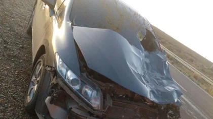 Chocó a una vaca por Ruta 22, abandonó el auto y apareció prendido fuego