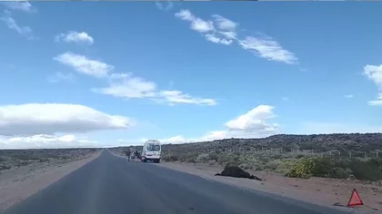 Dos conductores chocaron con animales sueltos en la Ruta 5