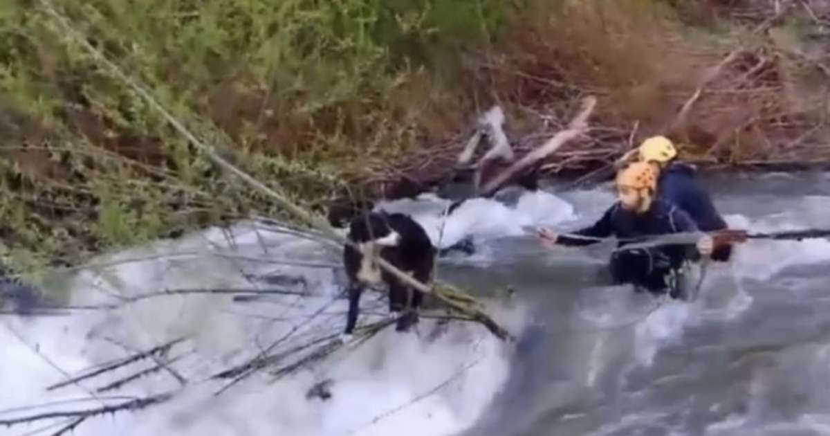 Bomberos rescataron a un perro y lo salvaron de morir ahogado