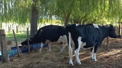 Aberrante: quiso abusar de una vaca que lo pateó y lo mató