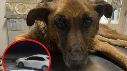Tristeza total: murió Pipi, el perrito atropellado en una estación de servicio en Neuquén