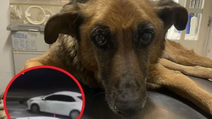 Tristeza total: murió Pipi, el perrito atropellado en una estación de servicio en Neuquén