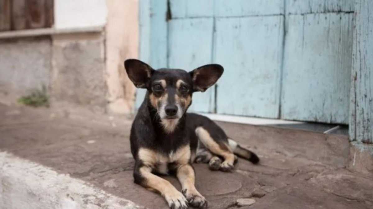 "Teoría del Caso" presenta: Maltrato y crueldad animal