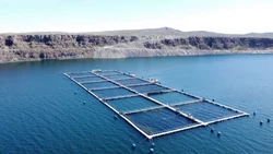 Las mejores truchas del mundo se producen en el Limay de Neuquén