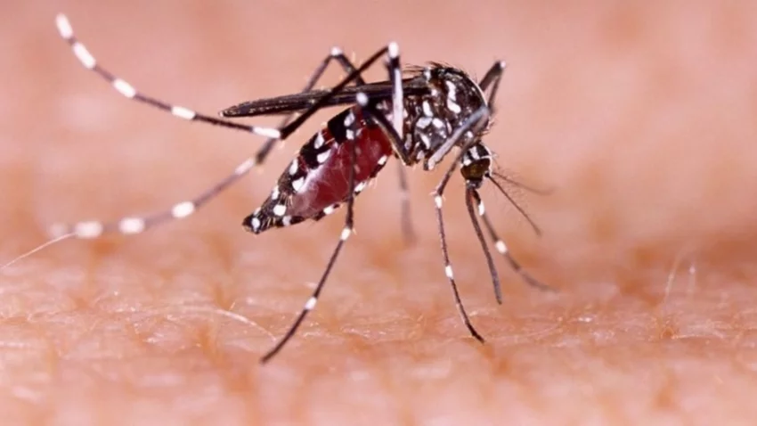 La ANMAT aprobó el primer test nacional para la detección del dengue