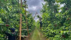 El 70% de la producción de cerezas de Vista Alegre Sur va a China