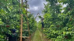 El 70% de la producción de cerezas de Vista Alegre Sur va a China