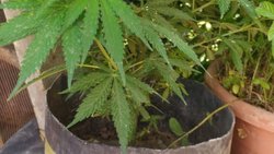 Realizaron allanamientos por un conflicto y encontraron 65 plantas de marihuana
