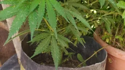 Realizaron allanamientos por un conflicto y encontraron 65 plantas de marihuana