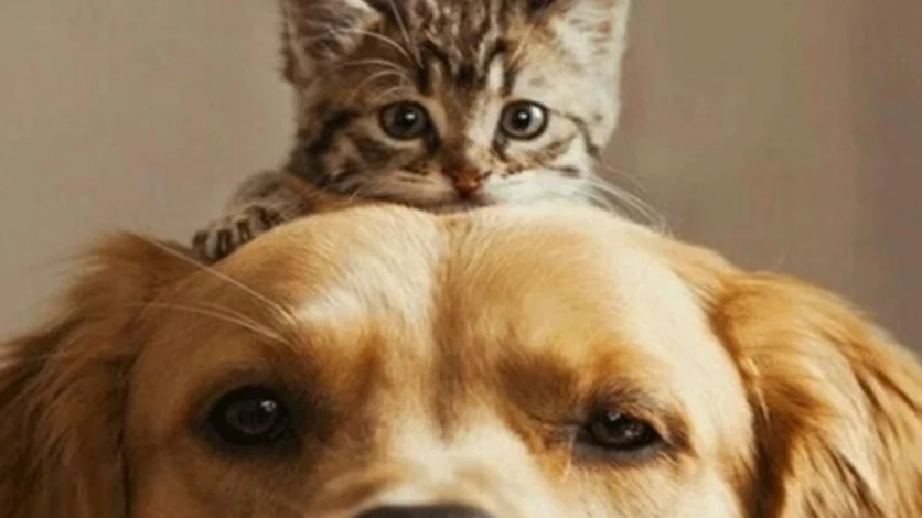 Cifras récord en castraciones de perros y gatos en Neuquén