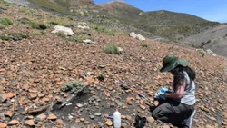 Hallaron fósiles de origen marino en el norte neuquino