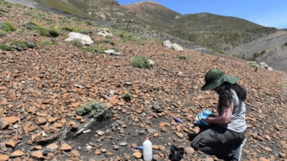 Hallaron fósiles de origen marino en el norte neuquino